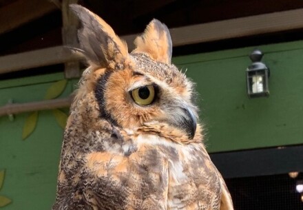 Hera the owl